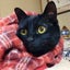 秋猫のサムネイル