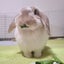 hinaのサムネイル