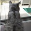 リンツのサムネイル