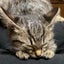 ラムのサムネイル