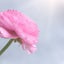 Saotti*のサムネイル