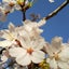 みい❀✿のサムネイル