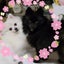 ちゃあ★ワンコのサムネイル