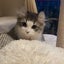 猫とバラのサムネイル