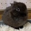 futakumi08のサムネイル