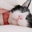 ponpococat369のサムネイル