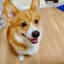 みーちゃんのサムネイル