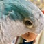 さらりんのサムネイル