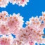 ケリーのサムネイル