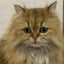 パグさんのサムネイル
