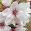 桜井TICのサムネイル