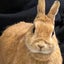 チャタ丸のサムネイル