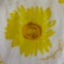 ひまわり443のサムネイル