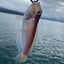 🎣🆃🆄🆁🅸 🄼🄰🅁🅄 ➡︎   釣り丸のサムネイル