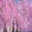 🌸sakura🌸のサムネイル