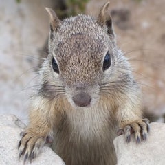 りすまるのプロフィール