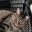 まるねこたいちょうのサムネイル