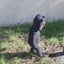 memeのサムネイル