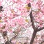 夫と仲良し、経営者の妻ののんびりブログのサムネイル