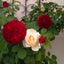 画像 薔薇と戯れてのユーザープロフィール画像