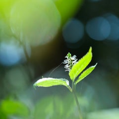 ひとりしずかのプロフィール