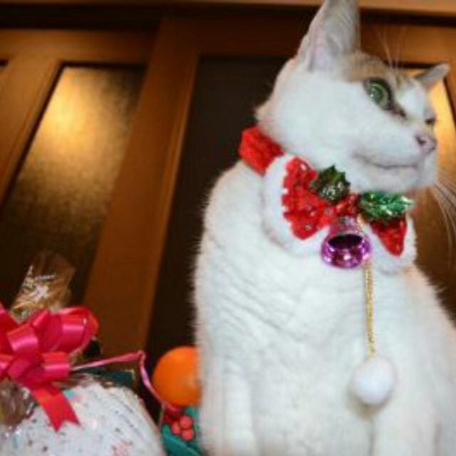 今日の猫様 外猫篇 今朝はタヌキはいませんでした。ほ～っ