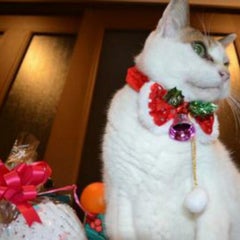 カンコロのプロフィール