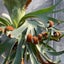 calmplantsのサムネイル