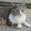 やまねこ ら楽のサムネイル