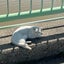 はる公🌙U・x・Uのサムネイル
