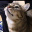 画像 ゆめ猫と四つ葉のクローバーのユーザープロフィール画像