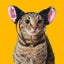 みつのサムネイル
