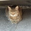 mieのサムネイル