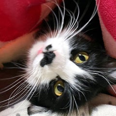 らるむ。のプロフィール