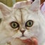 YOUのサムネイル
