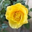 画像 香るバラが大好き♪  バラのゆるゆる栽培日記のユーザープロフィール画像