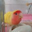 siglish（シグリッシュ）のサムネイル