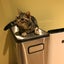 デブリンのサムネイル
