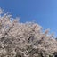 せんさいあわてんぼうのサムネイル
