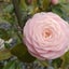rosebutterfly2222のサムネイル