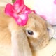 ぽぽ。のおすすめのサムネイル