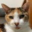 画像 猫と、とらママHome & 和みま専家のユーザープロフィール画像