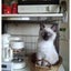 ragdollcatのサムネイル
