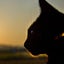 おさねこ🐾のサムネイル
