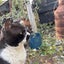 にゃすけのサムネイル