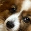 pakumogushiawaseのサムネイル