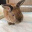 coppepan10taichiのサムネイル