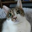 画像 チーム命の輪@タクママの毎日猫三昧のユーザープロフィール画像