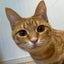 画像 るるるの日記〜保護猫ルル胡との毎日〜のユーザープロフィール画像