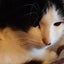 てつねこのサムネイル